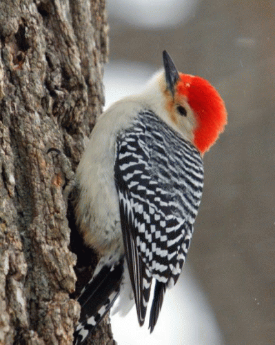 Sloth (USA-2) : 78&sunny!